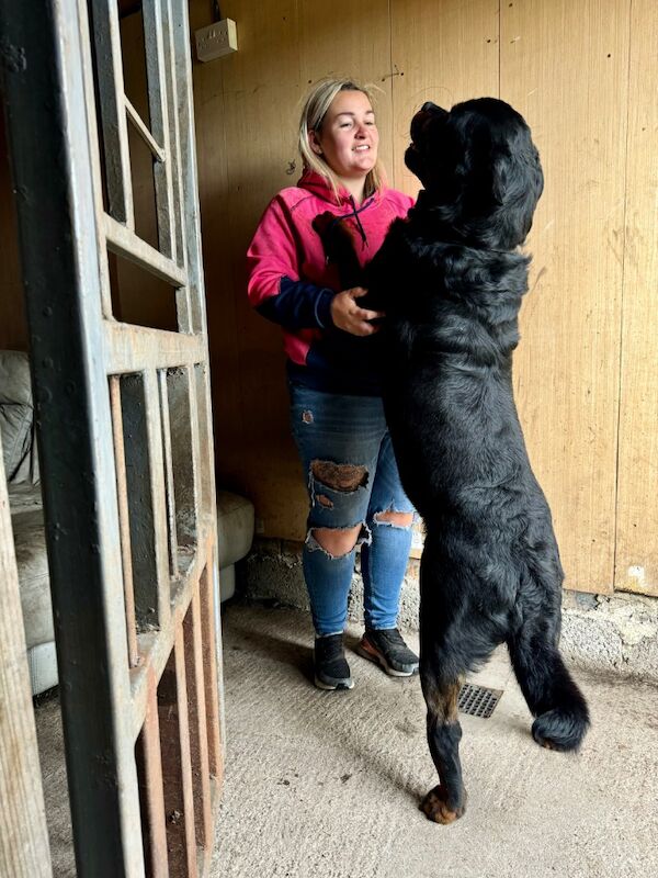 3 Years old , 5 Generations KC Pedigree, Very Large Beautiful Boy ! for sale in South Lanarkshire - Image 10