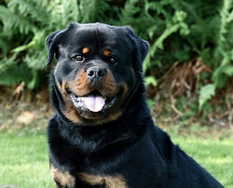 3 Years old , 5 Generations KC Pedigree, Very Large Beautiful Boy ! for sale in South Lanarkshire - Image 11