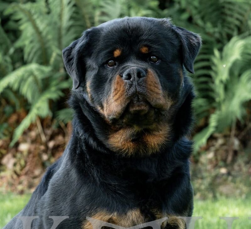 3 Years old , 5 Generations KC Pedigree, Very Large Beautiful Boy ! for sale in South Lanarkshire - Image 12