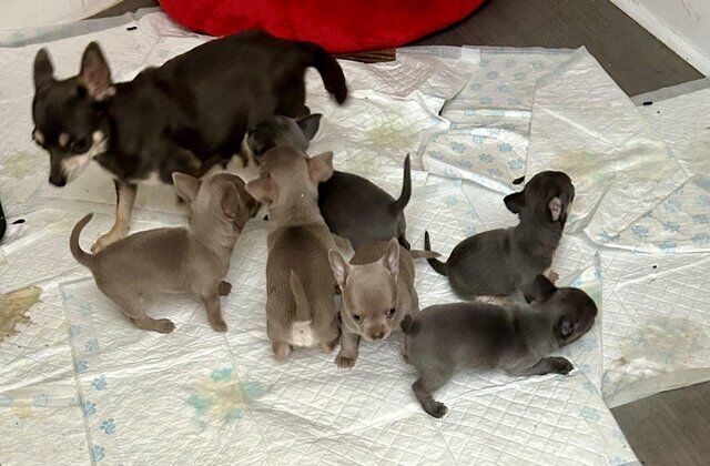 3x boy, 3x girl, chihuahua puppies ready now for sale in Whitminster, Gloucestershire