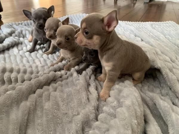 3x boy, 3x girl, chihuahua puppies ready now for sale in Whitminster, Gloucestershire - Image 2