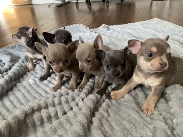 3x boy, 3x girl, chihuahua puppies ready now for sale in Whitminster, Gloucestershire - Image 3