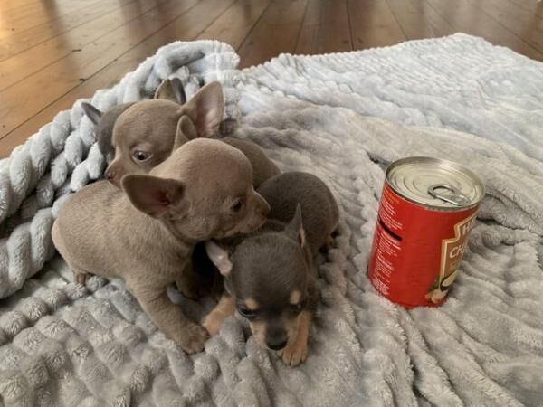 3x boy, 3x girl, chihuahua puppies ready now for sale in Whitminster, Gloucestershire - Image 4