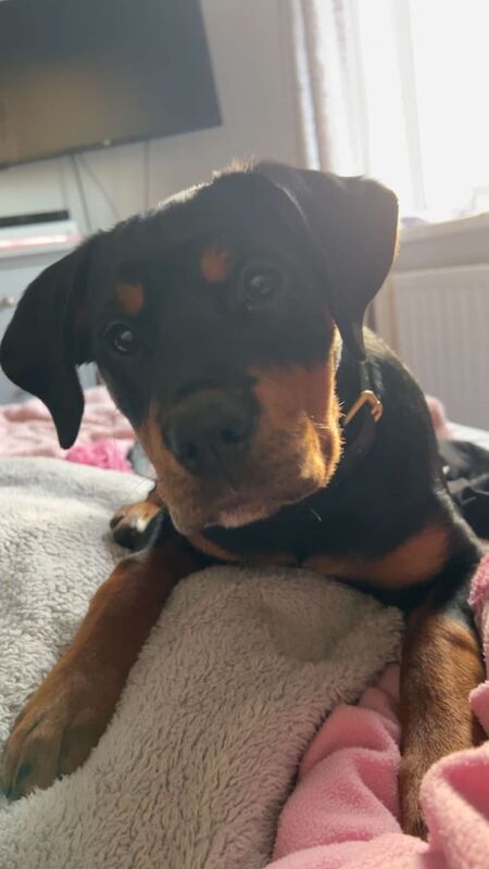 4 month old Rottweiler cross pup for sale in Redcar, North Yorkshire