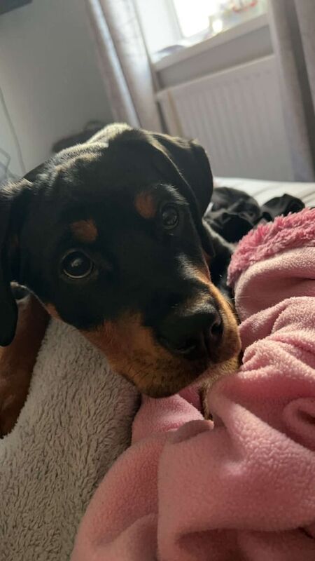 4 month old Rottweiler cross pup for sale in Redcar, North Yorkshire - Image 2