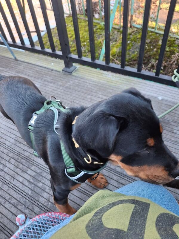 4 month old Rottweiler cross pup for sale in Redcar, North Yorkshire - Image 3