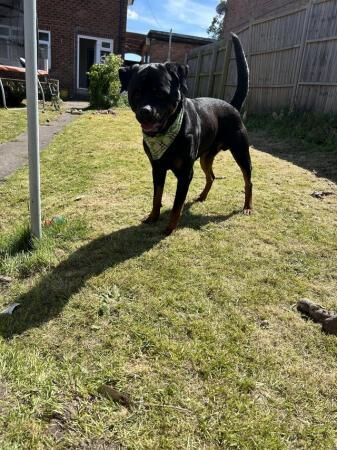 4 year old male Rottweiler for sale in Birmingham, West Midlands