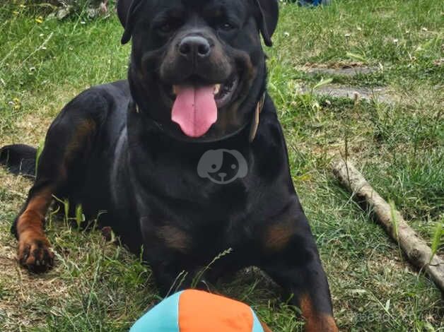 4 year Old Rottweiler Boy for sale in Bridgwater, Somerset