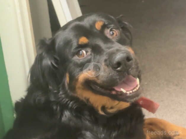 4 year old Rottweiler cross for sale in Southampton, Hampshire