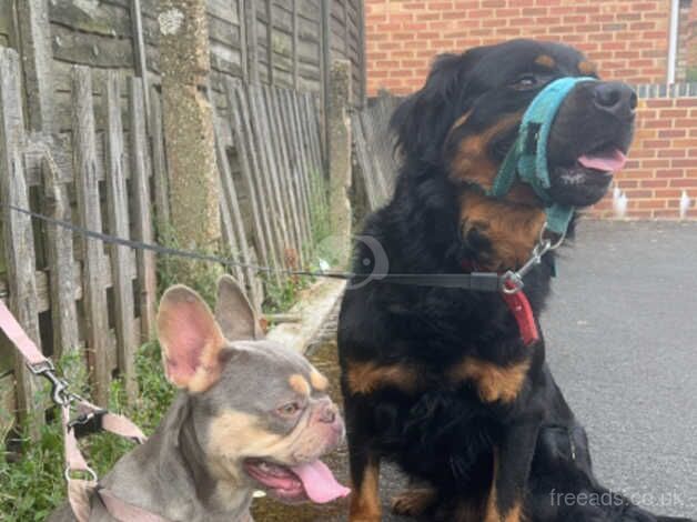 4 year old Rottweiler cross for sale in Southampton, Hampshire - Image 2