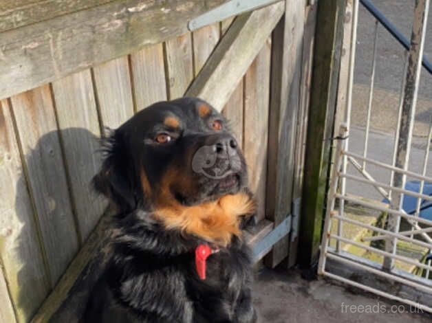 4 year old Rottweiler cross for sale in Southampton, Hampshire - Image 3