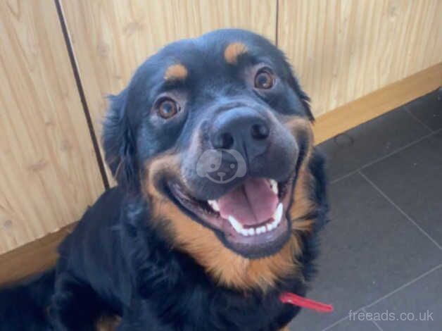 4 year old Rottweiler cross for sale in Southampton, Hampshire - Image 4