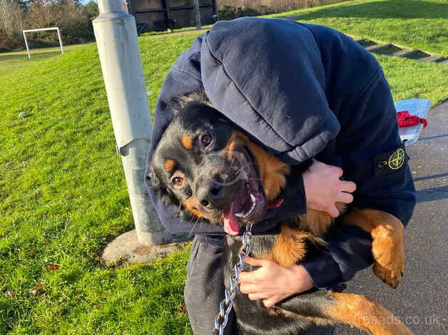 4 year old Rottweiler cross for sale in Southampton, Hampshire - Image 5