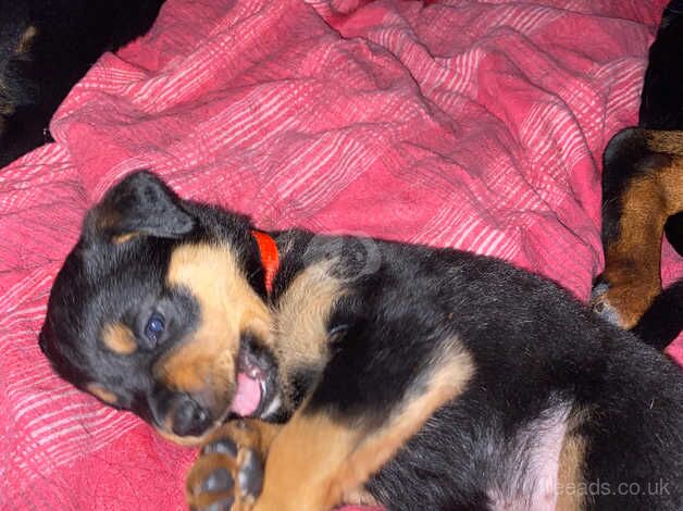 5 chunky rottie pups for sale in Walsall, West Midlands