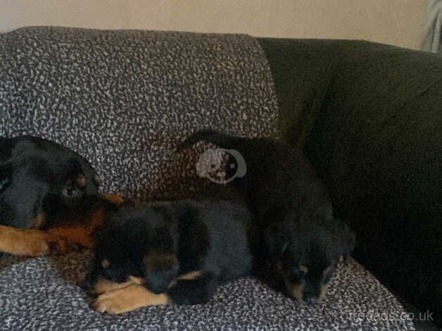 5 chunky rottie pups for sale in Walsall, West Midlands - Image 3