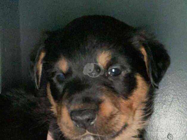 5 chunky rottie pups for sale in Walsall, West Midlands - Image 4