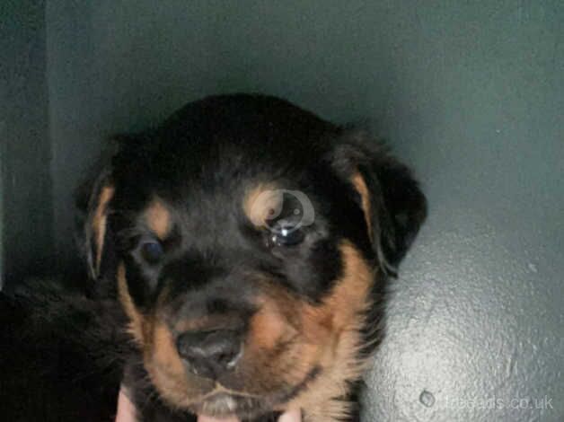 5 chunky rottie pups for sale in Walsall, West Midlands - Image 5