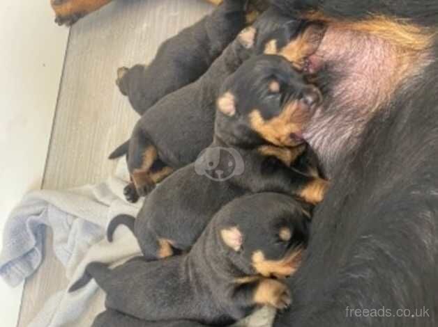 6 beautiful Rottweiler pups for sale in Inverkeithing, Fife