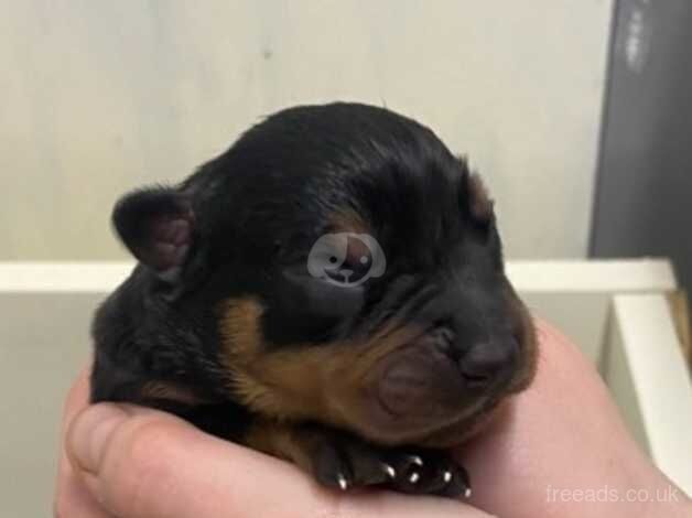 6 beautiful Rottweiler pups for sale in Inverkeithing, Fife - Image 2