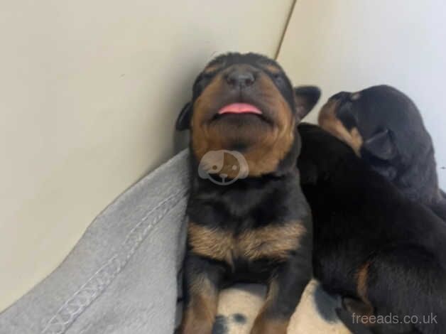 6 beautiful Rottweiler pups for sale in Inverkeithing, Fife - Image 3