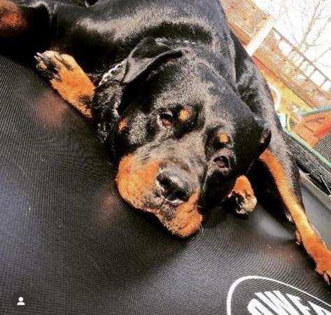 6 year old female Rottweiler for sale in Middleton, Lancashire - Image 2