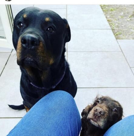 6 year old female Rottweiler for sale in Middleton, Lancashire - Image 3