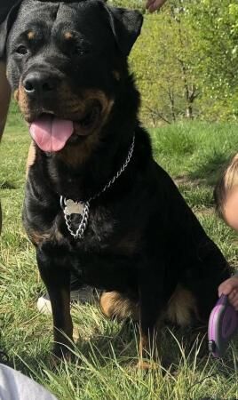 6 year old female Rottweiler for sale in Middleton, Lancashire - Image 4