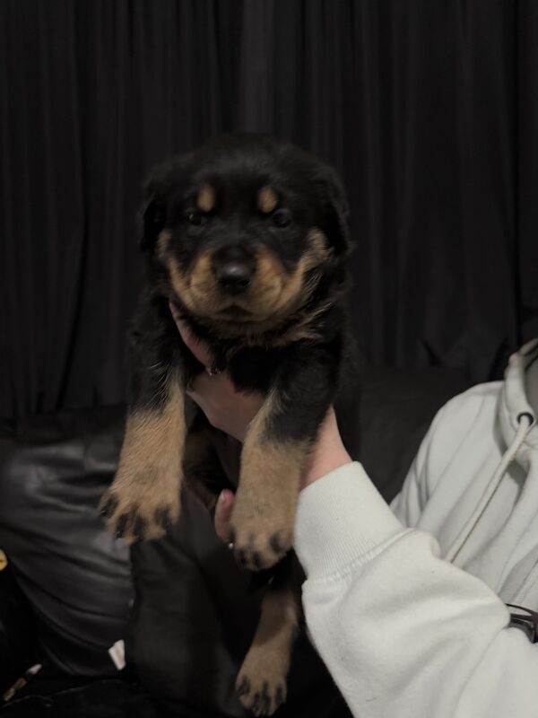 🐾8 beautiful Rottweiler pups🐾 for sale in Farnworth, Greater Manchester