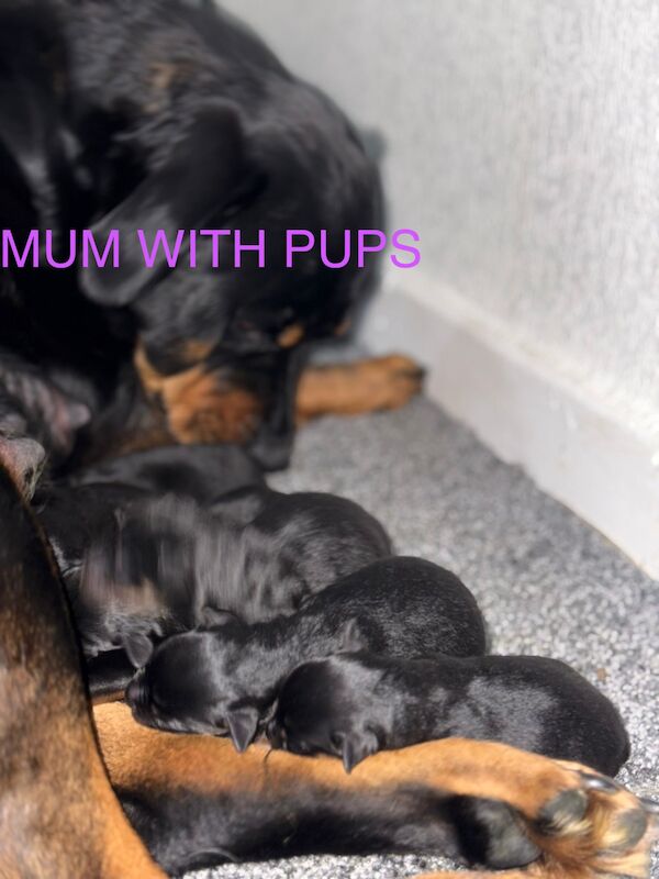 🐾8 beautiful Rottweiler pups🐾 for sale in Farnworth, Greater Manchester - Image 2