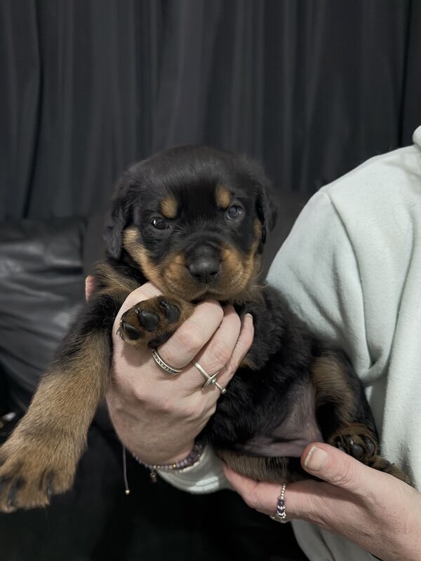 🐾8 beautiful Rottweiler pups🐾 for sale in Farnworth, Greater Manchester - Image 3