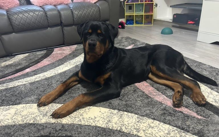 9 month old male Rottweiler for sale in Newcastle upon Tyne, Tyne and Wear