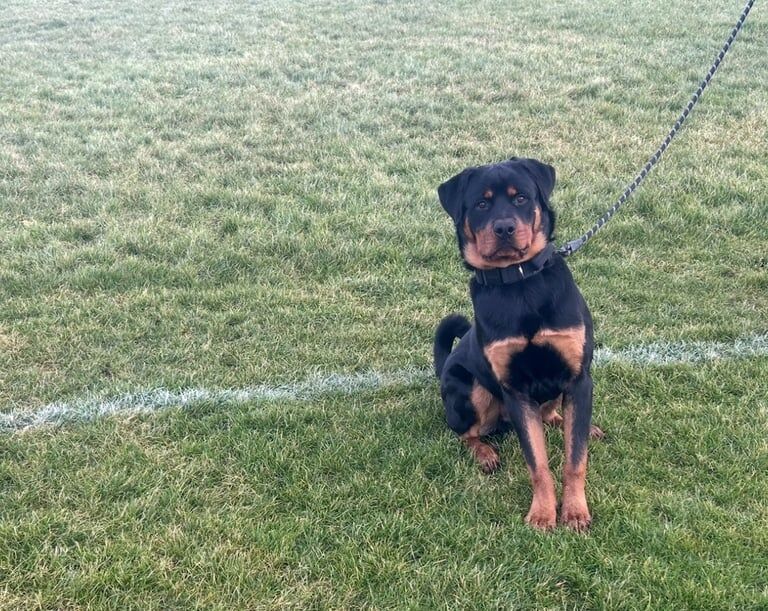 9 month old male Rottweiler for sale in Newcastle upon Tyne, Tyne and Wear - Image 2