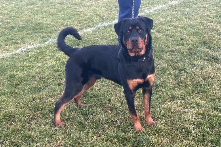 9 month old male Rottweiler for sale in Newcastle upon Tyne, Tyne and Wear - Image 3