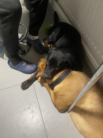 9 month old Rottweiler for sale in Liverpool, Merseyside