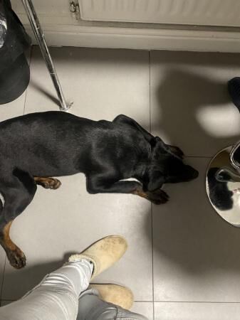 9 month old Rottweiler for sale in Liverpool, Merseyside - Image 2