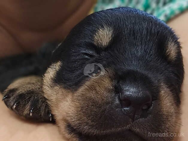 9 puppy rottweiler for sale in Cardiff/Caerdydd, Cardiff