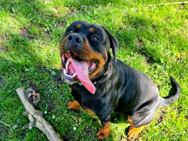 9 puppy rottweiler for sale in Cardiff/Caerdydd, Cardiff - Image 2