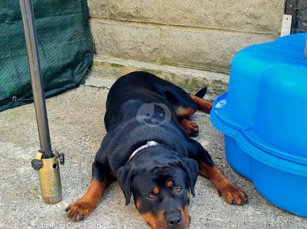 9 puppy rottweiler for sale in Cardiff/Caerdydd, Cardiff - Image 3