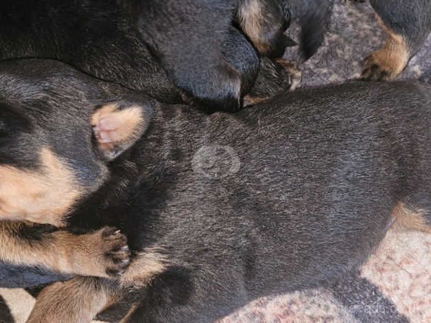 9 puppy rottweiler for sale in Cardiff/Caerdydd, Cardiff - Image 4