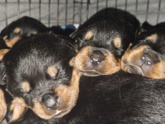 9 puppy rottweiler for sale in Cardiff/Caerdydd, Cardiff - Image 5