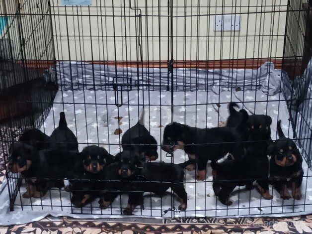 9 rottie puppies for sale in St Austell, Cornwall