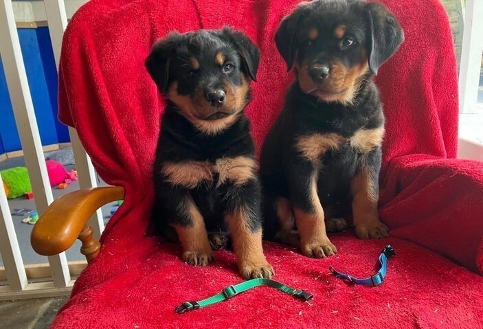 Amazingly Beautiful KC Registered Rottweiler Pups AVAILABLE. for sale in Manchester, Greater Manchester