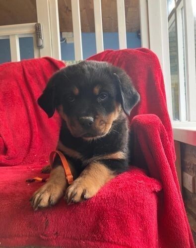 Amazingly Beautiful KC Registered Rottweiler Pups AVAILABLE. for sale in Manchester, Greater Manchester - Image 2