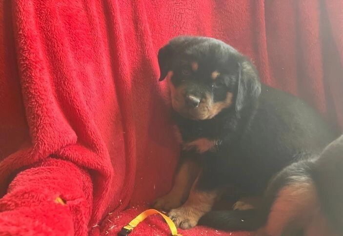 Amazingly Beautiful KC Registered Rottweiler Pups AVAILABLE. for sale in Manchester, Greater Manchester - Image 3