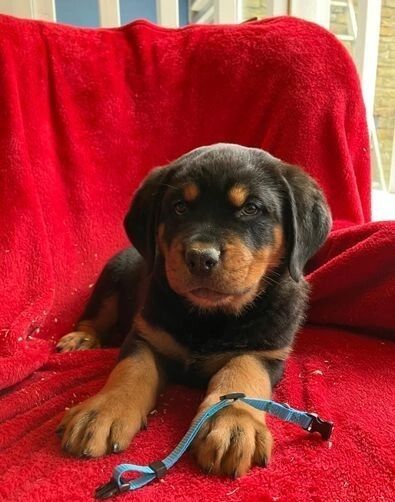 Amazingly Beautiful KC Registered Rottweiler Pups AVAILABLE. for sale in Manchester, Greater Manchester - Image 4