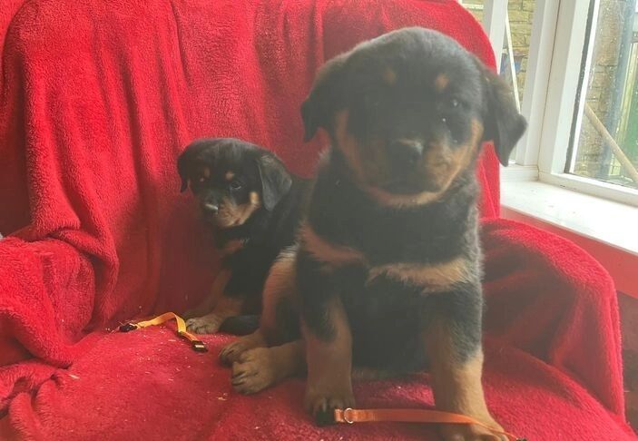 Amazingly Beautiful KC Registered Rottweiler Pups AVAILABLE. for sale in Manchester, Greater Manchester - Image 5