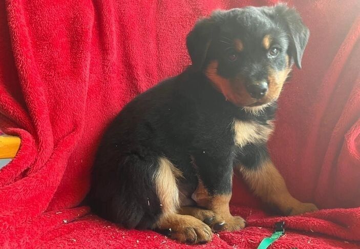 Amazingly Beautiful KC Registered Rottweiler Pups AVAILABLE. for sale in Manchester, Greater Manchester - Image 6