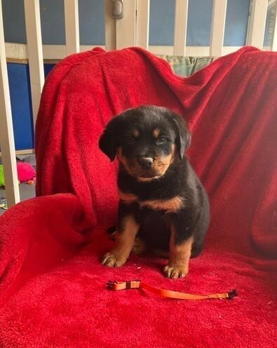 Amazingly Beautiful KC Registered Rottweiler Pups AVAILABLE. for sale in Manchester, Greater Manchester - Image 7