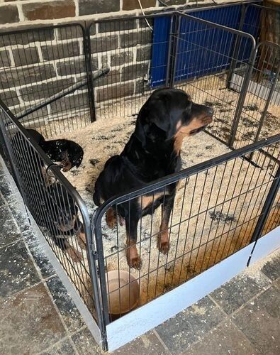 Amazingly Beautiful KC Registered Rottweiler Pups AVAILABLE. for sale in Manchester, Greater Manchester - Image 8