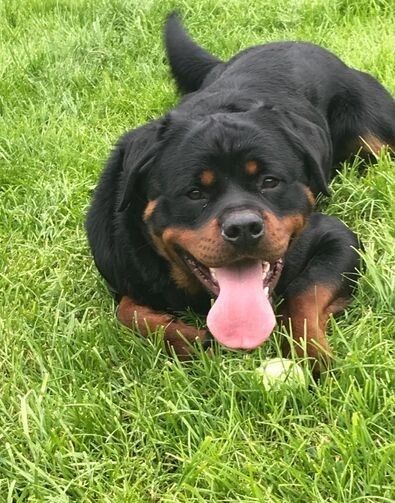 Amazingly Beautiful KC Registered Rottweiler Pups AVAILABLE. for sale in Manchester, Greater Manchester - Image 9